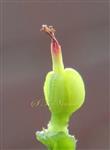  Female flower
